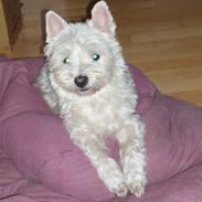 West highland white terrier Nala
