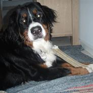 Berner sennenhund Cæsar