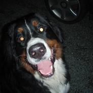 Berner sennenhund Cæsar