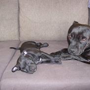 Staffordshire bull terrier Miclu