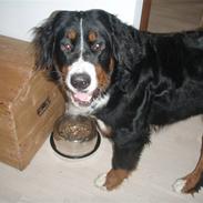 Berner sennenhund Cæsar