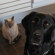 Labrador retriever Frido<3