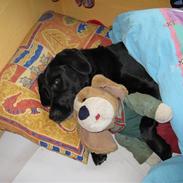 Labrador retriever Frido<3