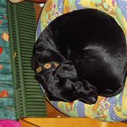 Labrador retriever Frido<3