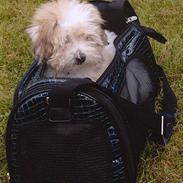 Coton de tulear Tally