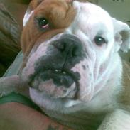 Engelsk bulldog møffe