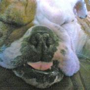 Engelsk bulldog møffe