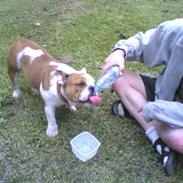 Engelsk bulldog møffe