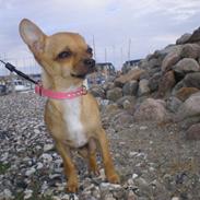 Chihuahua Minnie 