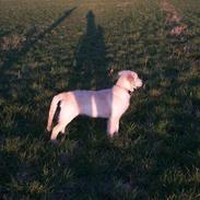 Golden retriever Joey