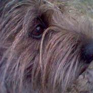 Cairn terrier Ævos