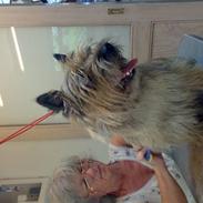 Cairn terrier Ævos