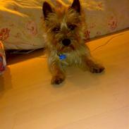 Cairn terrier Ævos