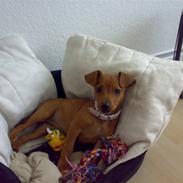 Blanding af racer Stella