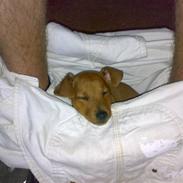 Blanding af racer Stella