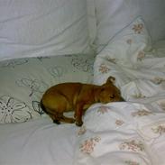 Blanding af racer Stella