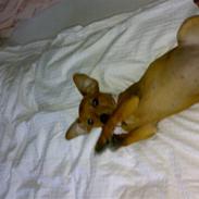 Blanding af racer Stella