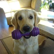 Golden retriever Malou