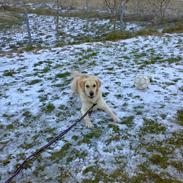 Golden retriever Malou