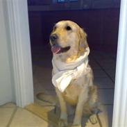 Golden retriever Malou