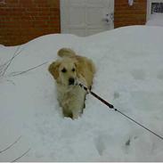 Golden retriever Malou