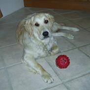 Golden retriever Malou
