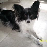 Papillon Gismo