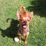 Dvaergpinscher Dario