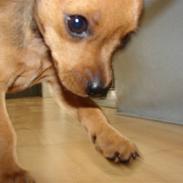 Dvaergpinscher Dario