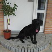 Flat coated retriever Chico