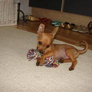 Dvaergpinscher Dario