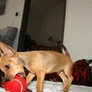 Dvaergpinscher Dario