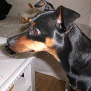 Prazsky krysarik Liva