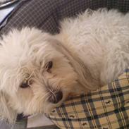 Coton de tulear Tally