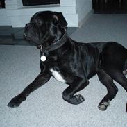 Cane corso  Diablo