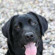Labrador retriever Max