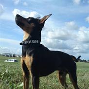 Prazsky krysarik Houdini