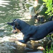 Prazsky krysarik Houdini