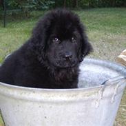 Newfoundlænder Maximus død juli 2008 fra