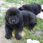 Newfoundlænder Maximus død juli 2008 fra