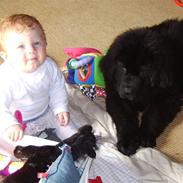 Newfoundlænder Maximus død juli 2008 fra