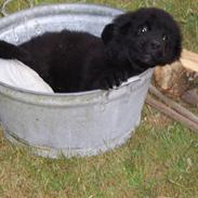 Newfoundlænder Maximus død juli 2008 fra