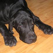 Blanding af racer Clieff