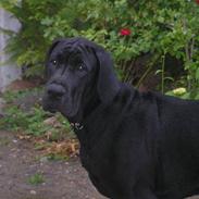 Blanding af racer Clieff