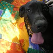 Blanding af racer Clieff