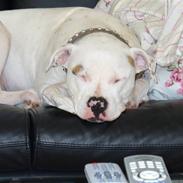 Amerikansk bulldog jojo