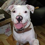 Amerikansk bulldog jojo