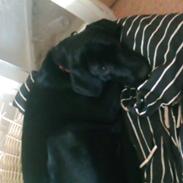 Labrador retriever Indy