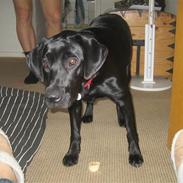 Labrador retriever Indy