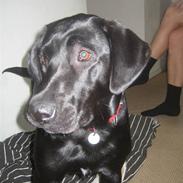 Labrador retriever Indy